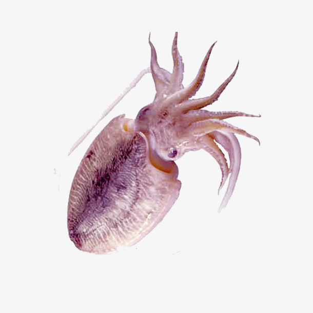 墨鱼素材免费下载_觅元素