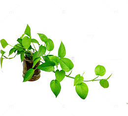 绿萝绿色植物