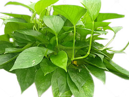 绿色的观赏植物