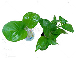 观赏绿色植物