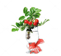 水生植物