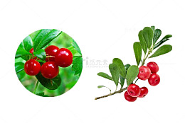 熊果苷用途
