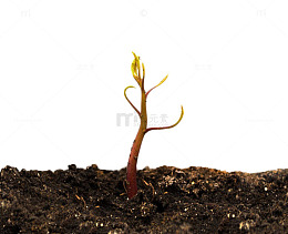 土里生长的绿色植物