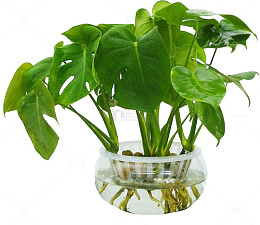 水生植被