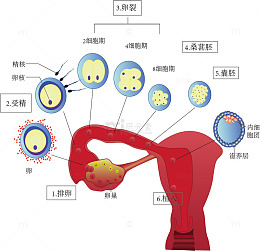 受精过程示意图