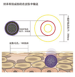 纳米有效成分的在皮肤中输送示意