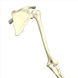 手绘骨骼3D示意图