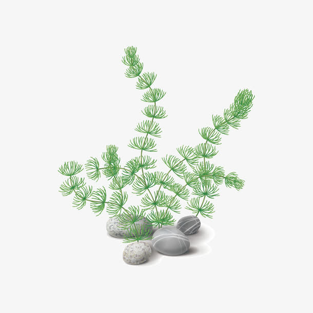 水草免抠下载素材免费下载_觅元素