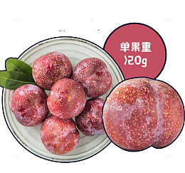 钱排三华李