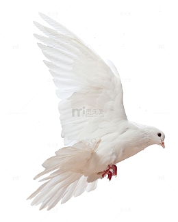 展翅飞翔的白色鸽子