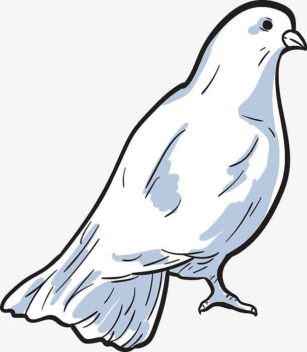 白色羽毛的和平鸽素材