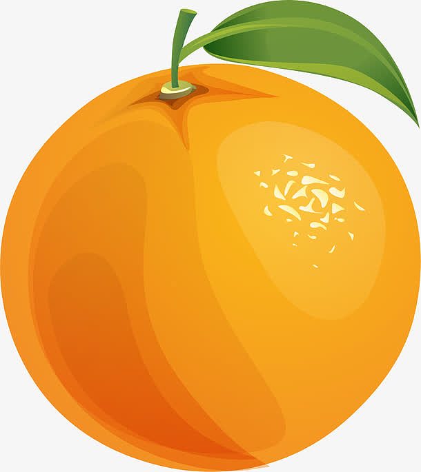 手绘橙色橙子