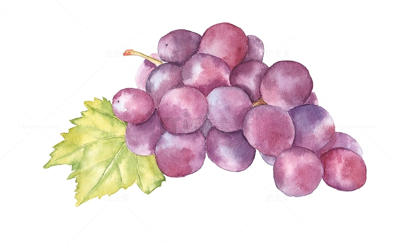 水彩水果葡萄