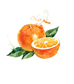 矢量手绘水彩水果橙子