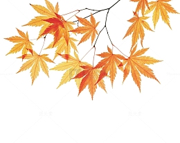 枫叶树枝