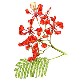 手绘凤凰树花