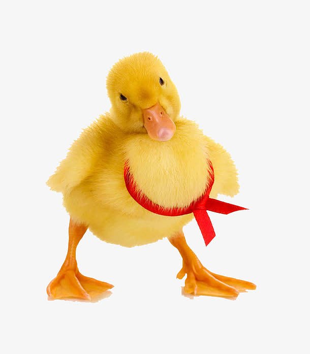 可爱的黄色鸭子高清图片