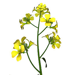 油菜花插画