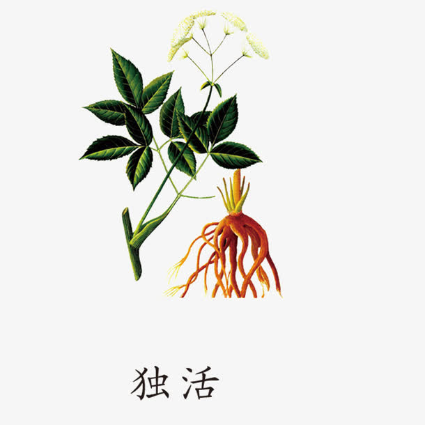 药材独活