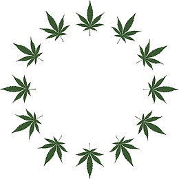 梧桐叶绿叶圈