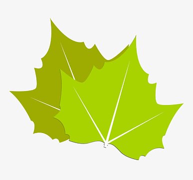 手绘两片梧桐树叶矢量