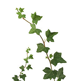 绿色植物素材