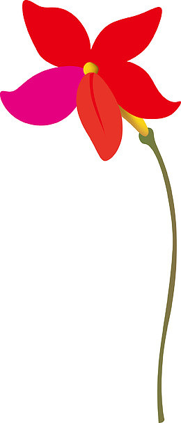 粉红花藤中药藏红花