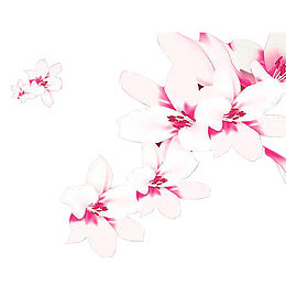 粉色花瓣