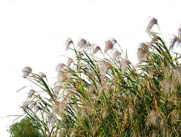 湿地边郁郁葱葱的芦苇荡