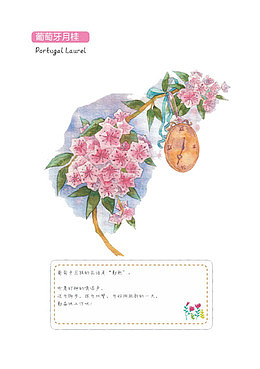 葡萄牙月桂
