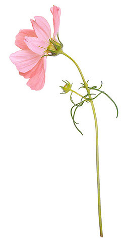 粉色小菊花