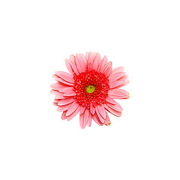 小菊花