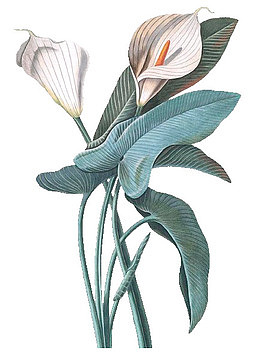 花 绿植 铜版画 油画