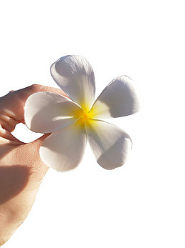 拈花一朵PNG