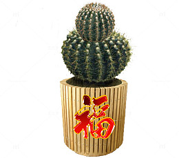 PNG骄傲的仙人球