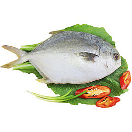 鲳鱼食材