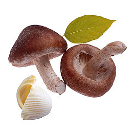 实物新鲜香菇
