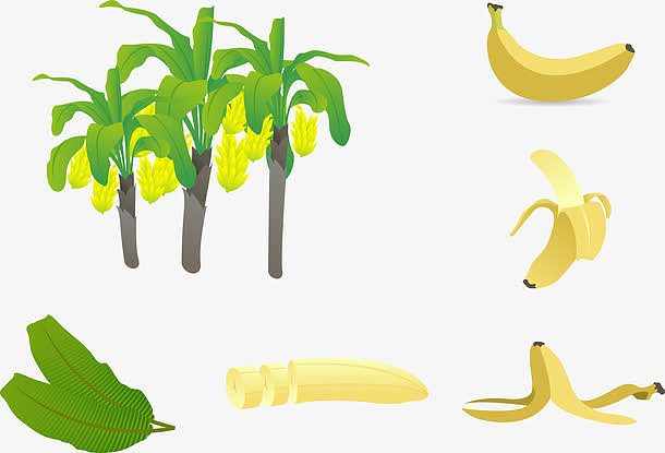 矢量香蕉树插图