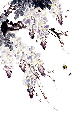 蜜蜂与紫藤