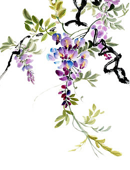 紫藤水墨画