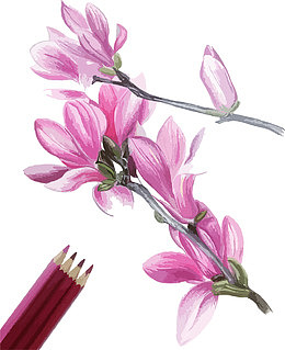 紫藤花手绘