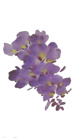 紫藤花水墨画法