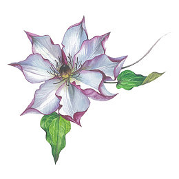 一朵紫藤花