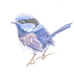水彩小鸟