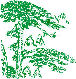 素描雪松树