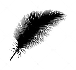 黑白羽毛矢量图