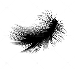 黑白羽毛矢量图