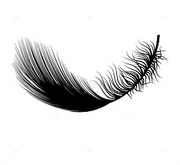 黑白羽毛矢量图