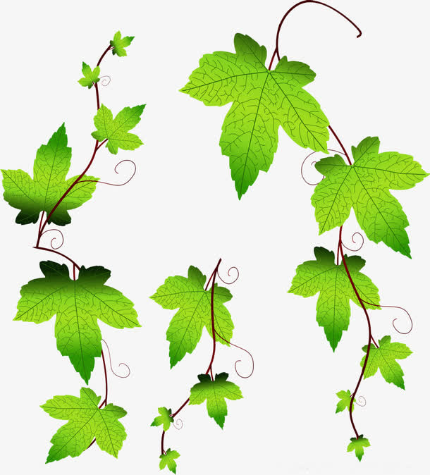 绿色爬墙虎卡通