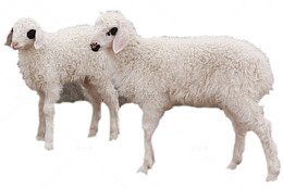 盐池滩羊双胞胎